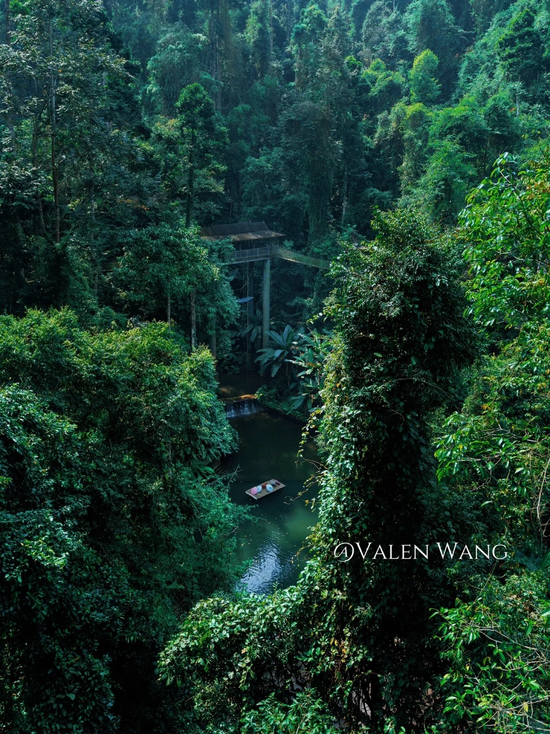 西双版纳·小众旅行线路探秘热带雨林望天树